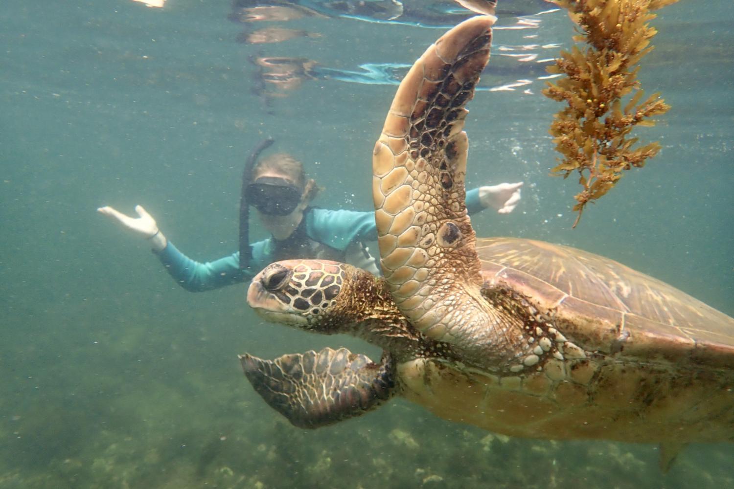 一名<a href='http://aqm.herbalifa.com'>bv伟德ios下载</a>学生在Galápagos群岛游学途中与一只巨龟游泳.